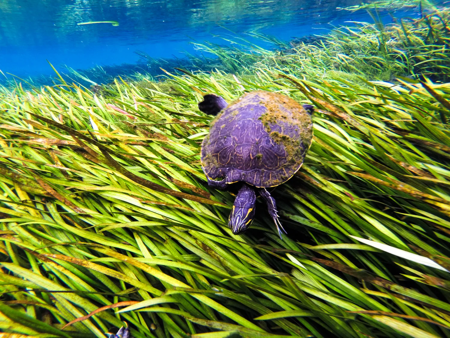 Ichetucknee #1 - Open Edition