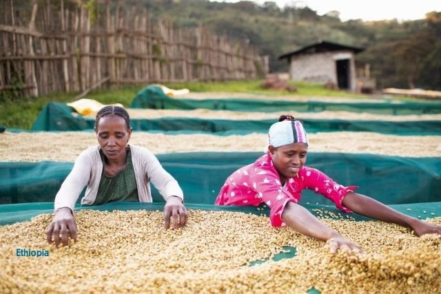 Ethiopia Yirgacheffe coffee.JPG