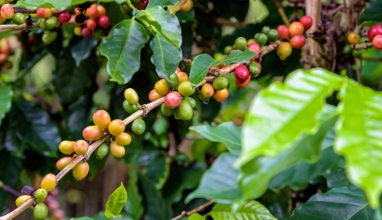 coffee-berry-ripening-PB3VZE9-780x450.jpg