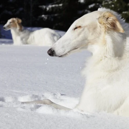 cha cha's dog daycare