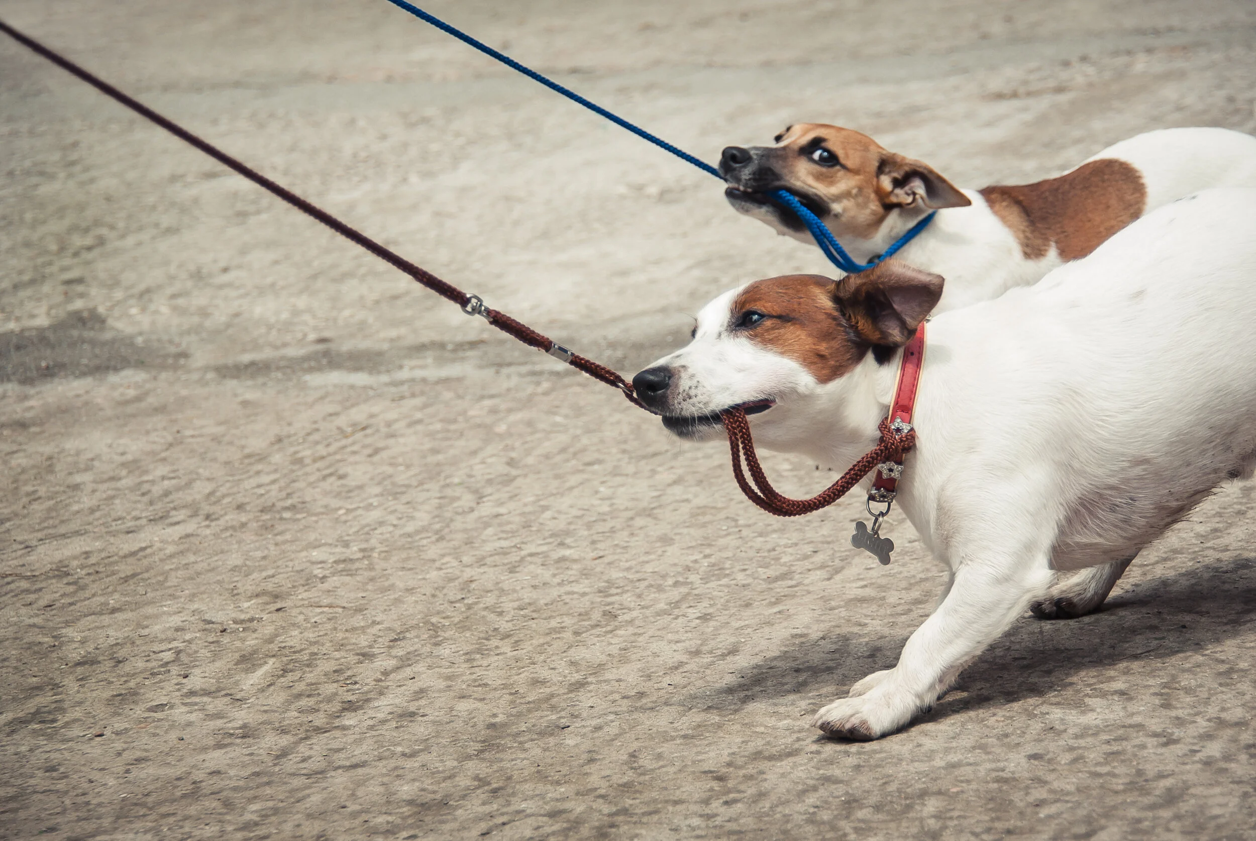Sacramento Dog Training Cha Cha S Dog Daycare