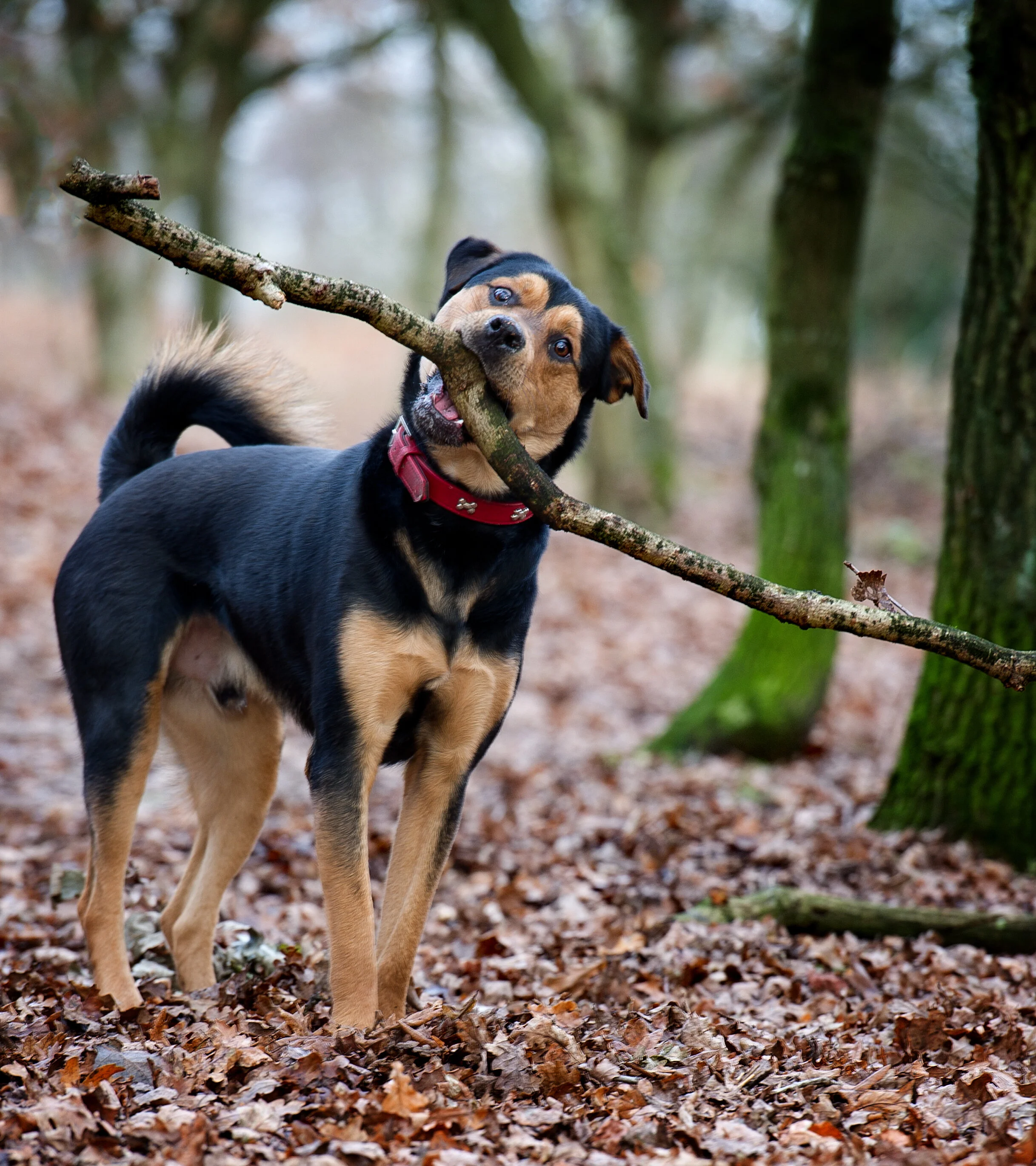 cha cha's dog daycare