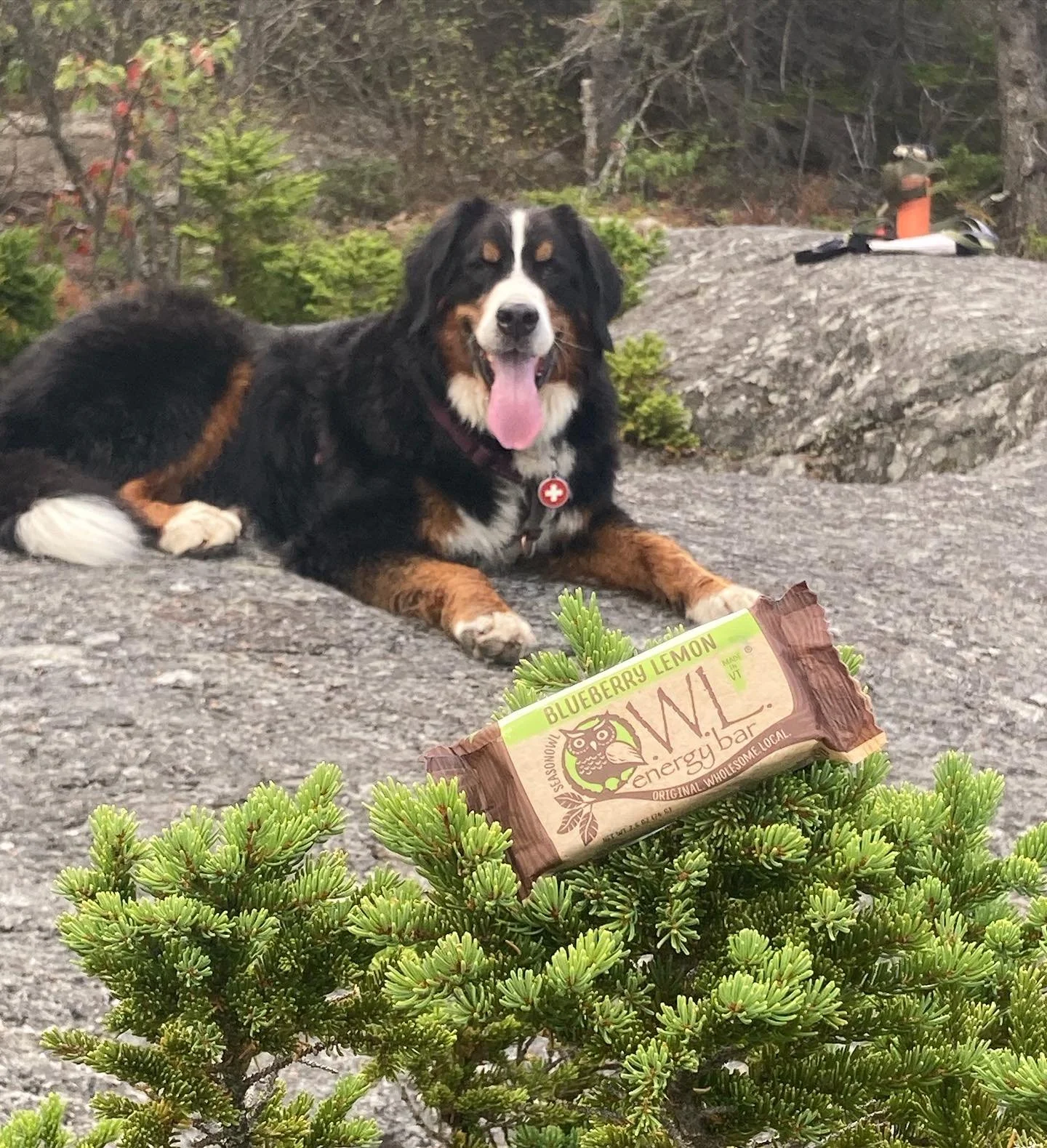 Soaking up the final days of summer.
#getoutandhike #getoutside #hikenewengland #fuelyourhike #owlenergybar #energybar #madeinvermont #summerisover