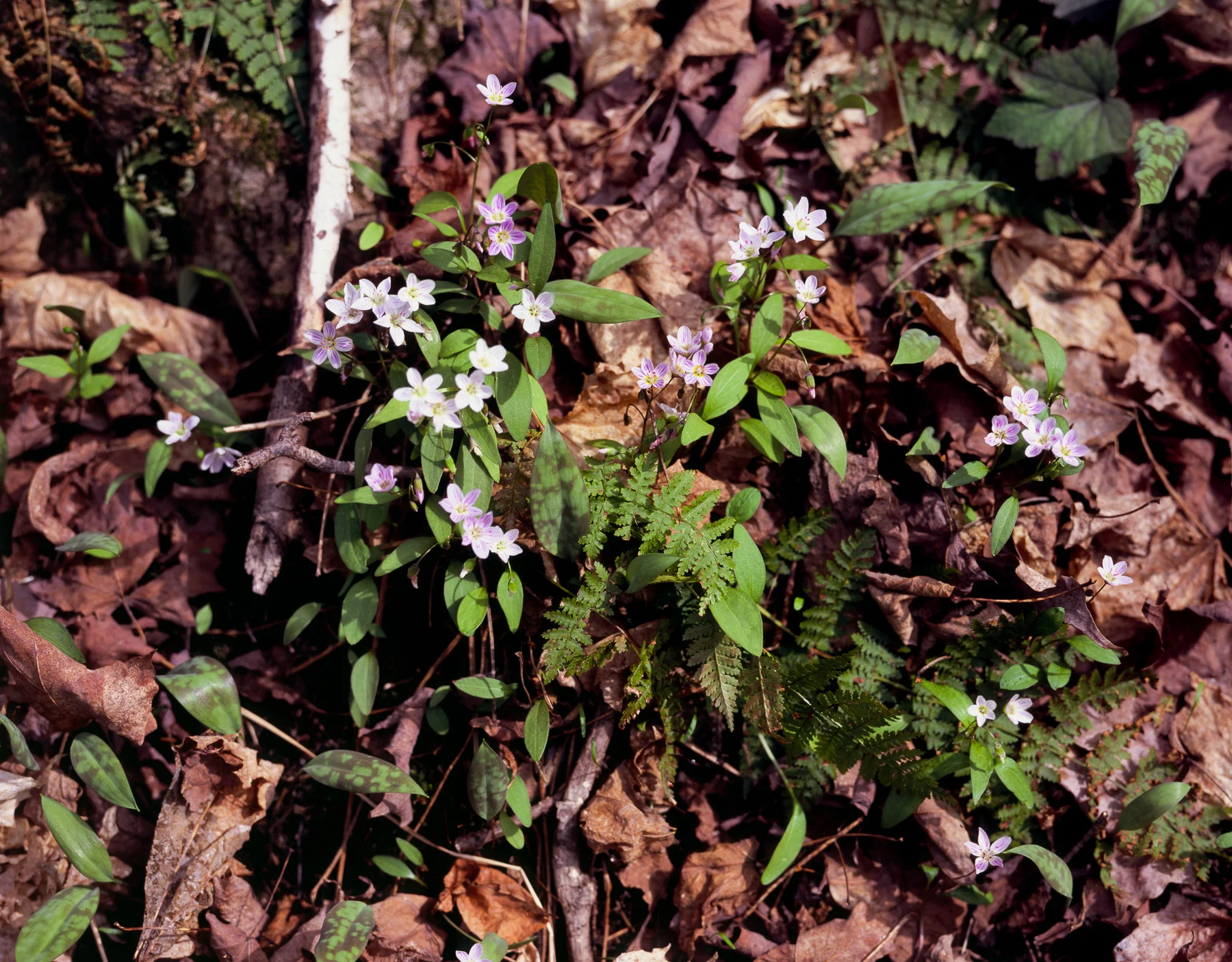 Spring Beauty 1.jpg