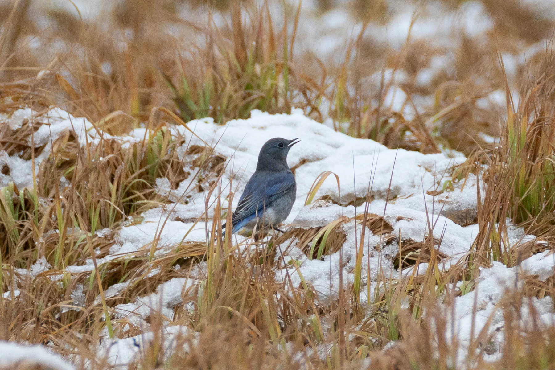 _MG_0509.jpg