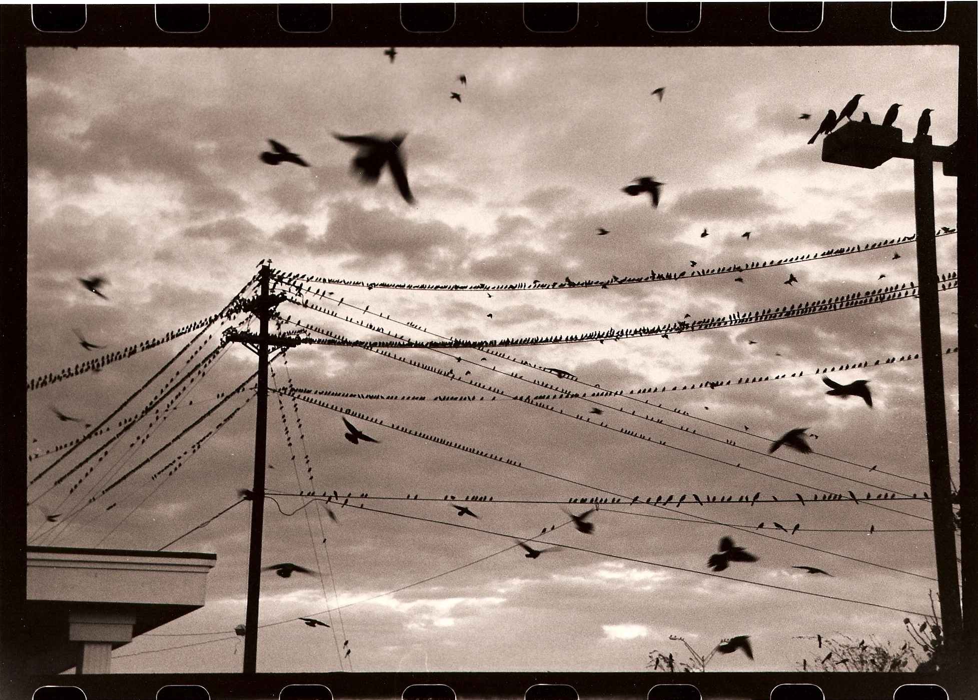 Electric Birds