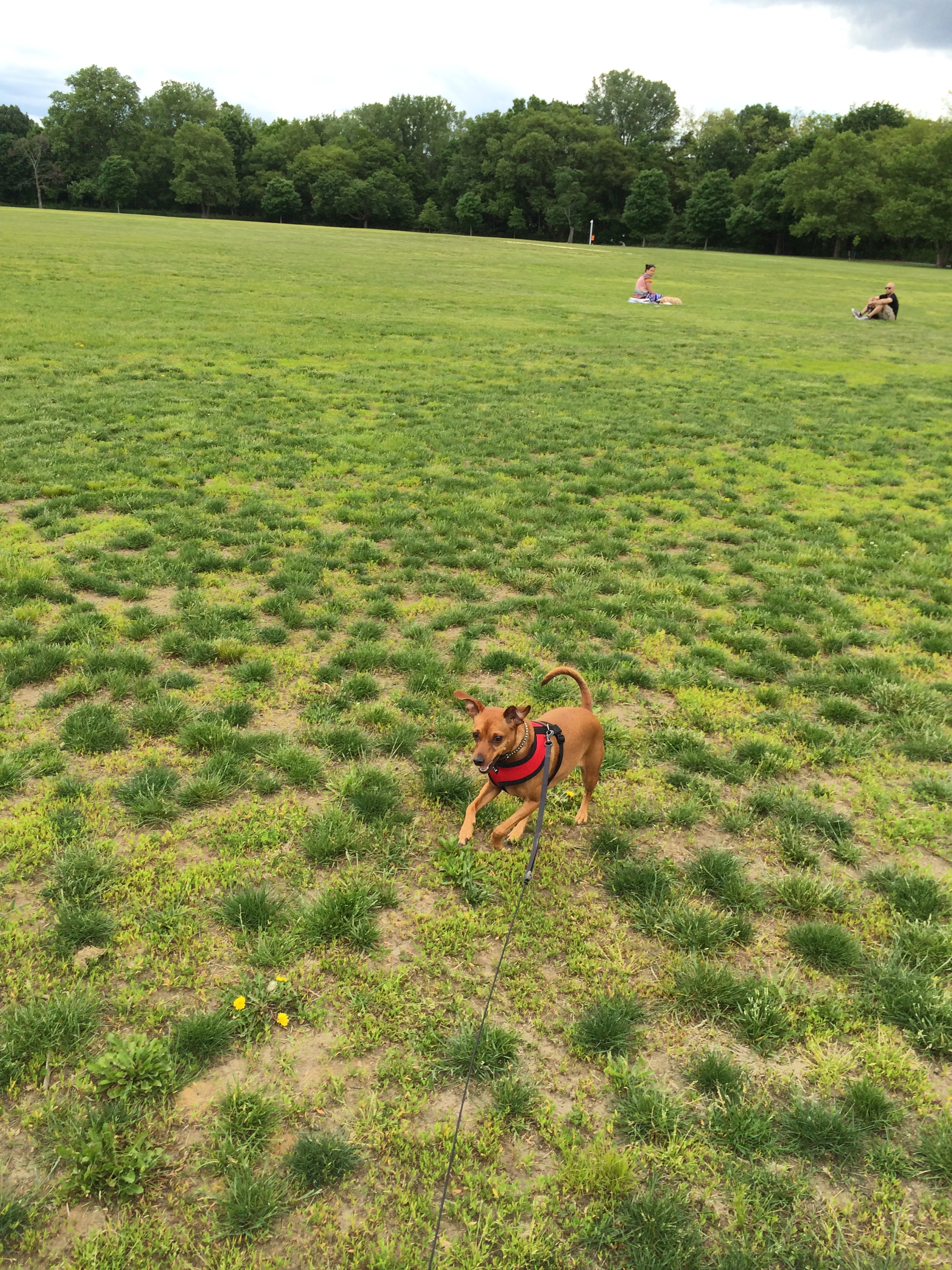 Avery happily frolicking across Parade Ground.