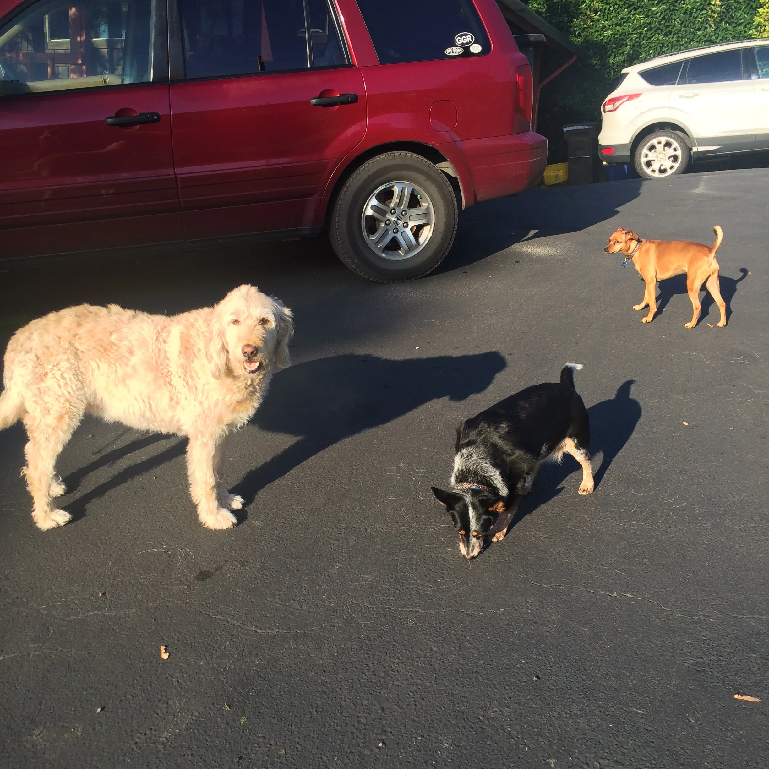 Avery enjoying her new leashless life with her new cousins.