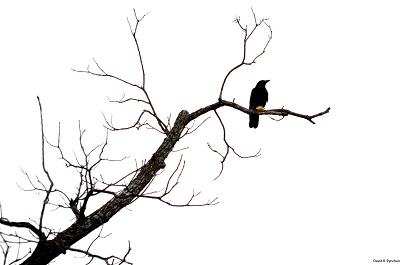 crow.jpg