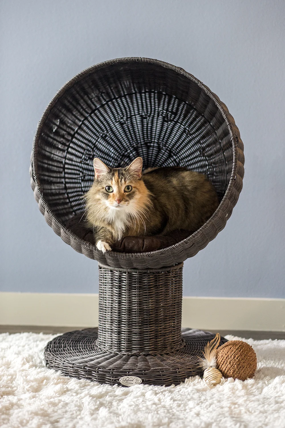 CatHammock.jpg