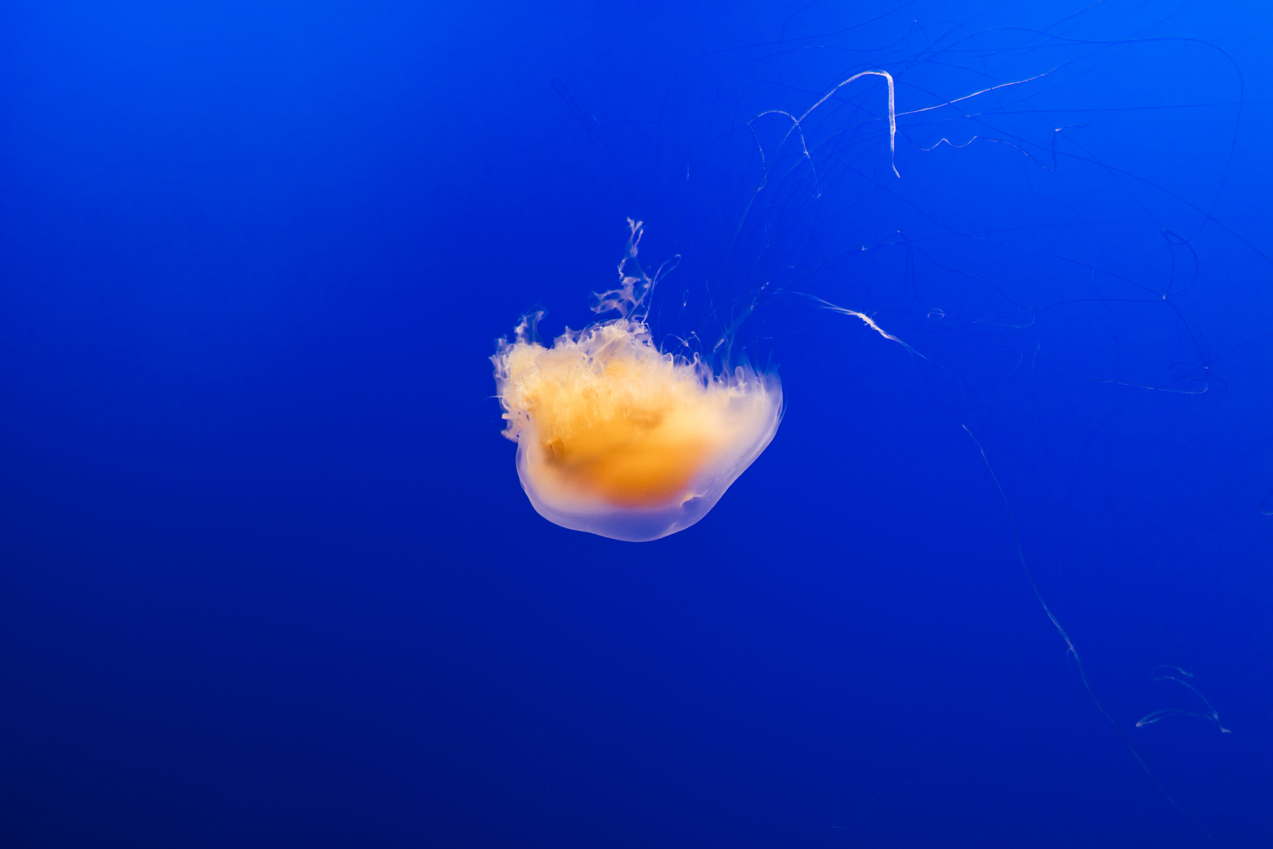 MDP-9263.jpg