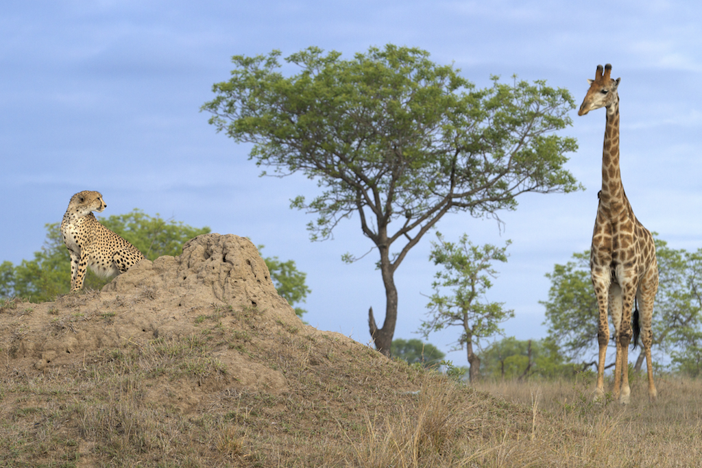 cheetah_giraffe.jpg