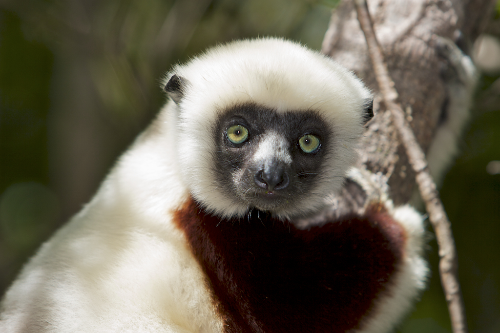 Lemurs 7.jpg