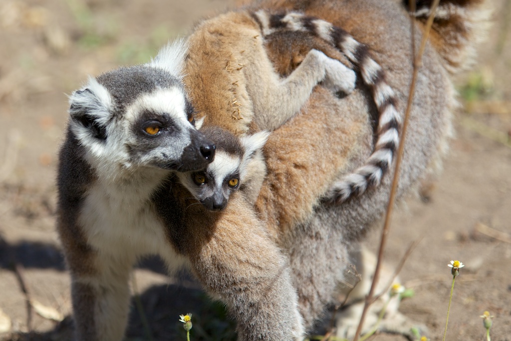 T_Steffens_Lemur 2.jpg