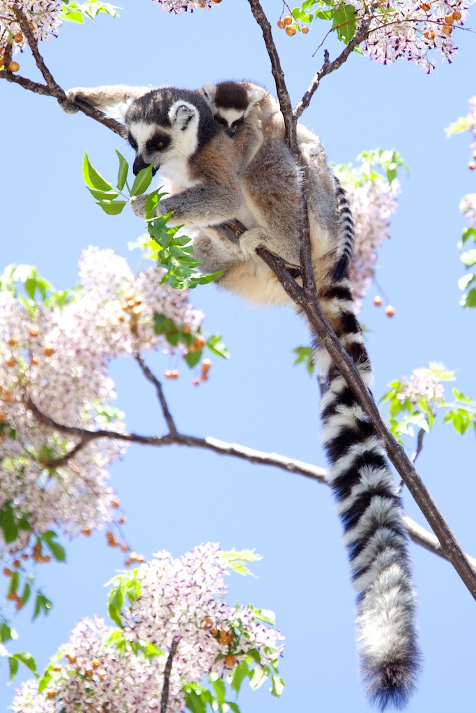 T_Steffens_Lemur 3.jpg