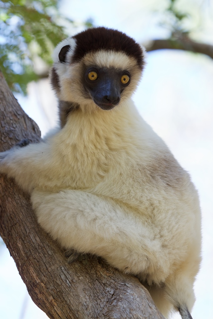 T_Steffens_Lemur 5.jpg