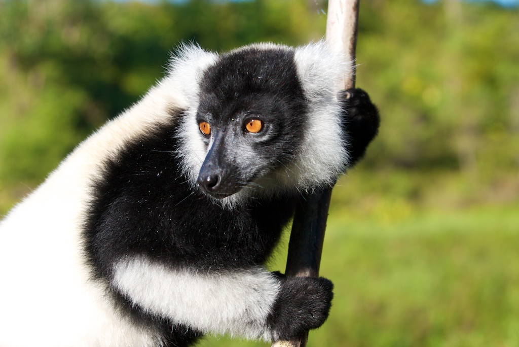 T_Steffens_Lemur 6.jpg