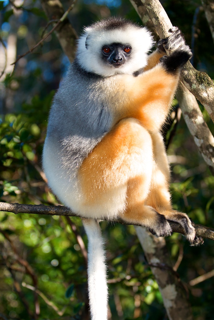 T_Steffens_Lemur 7.jpg