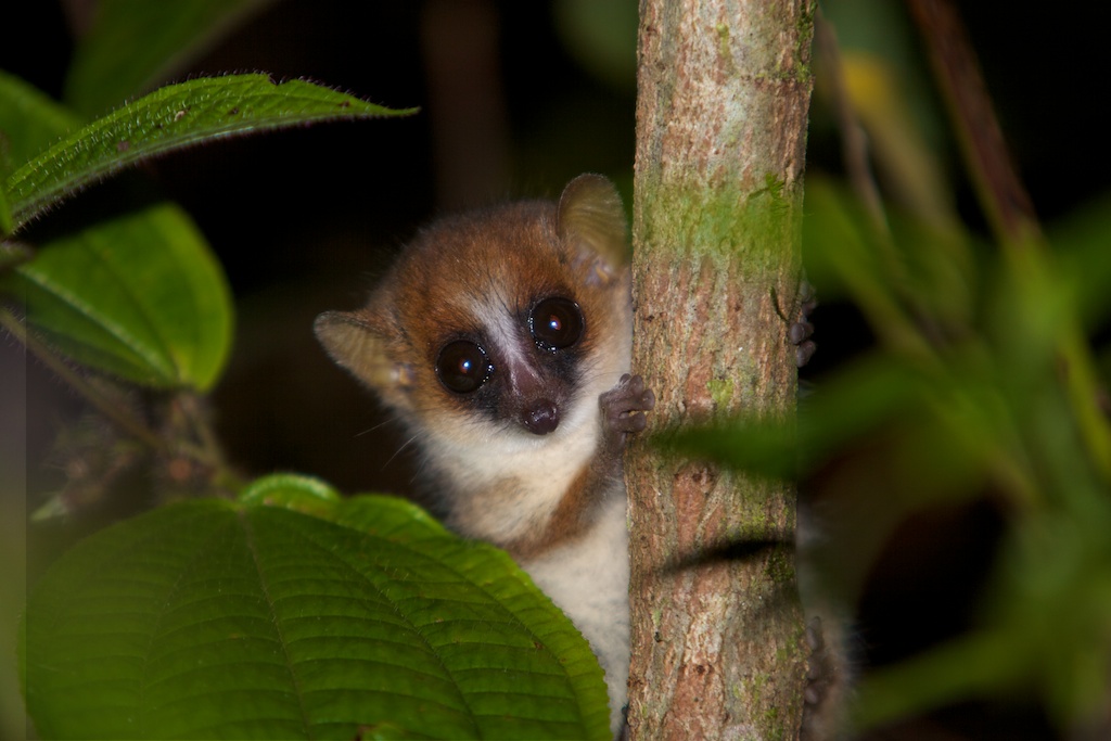 T_Steffens_Lemur 9.jpg