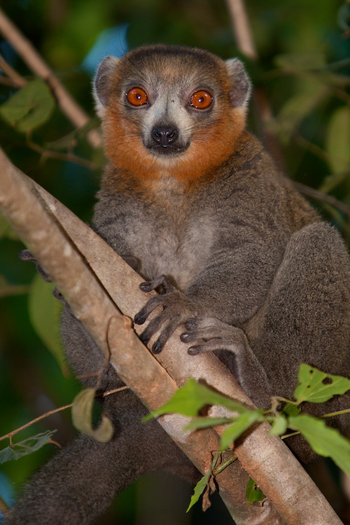 T_Steffens_Lemur 10.jpg