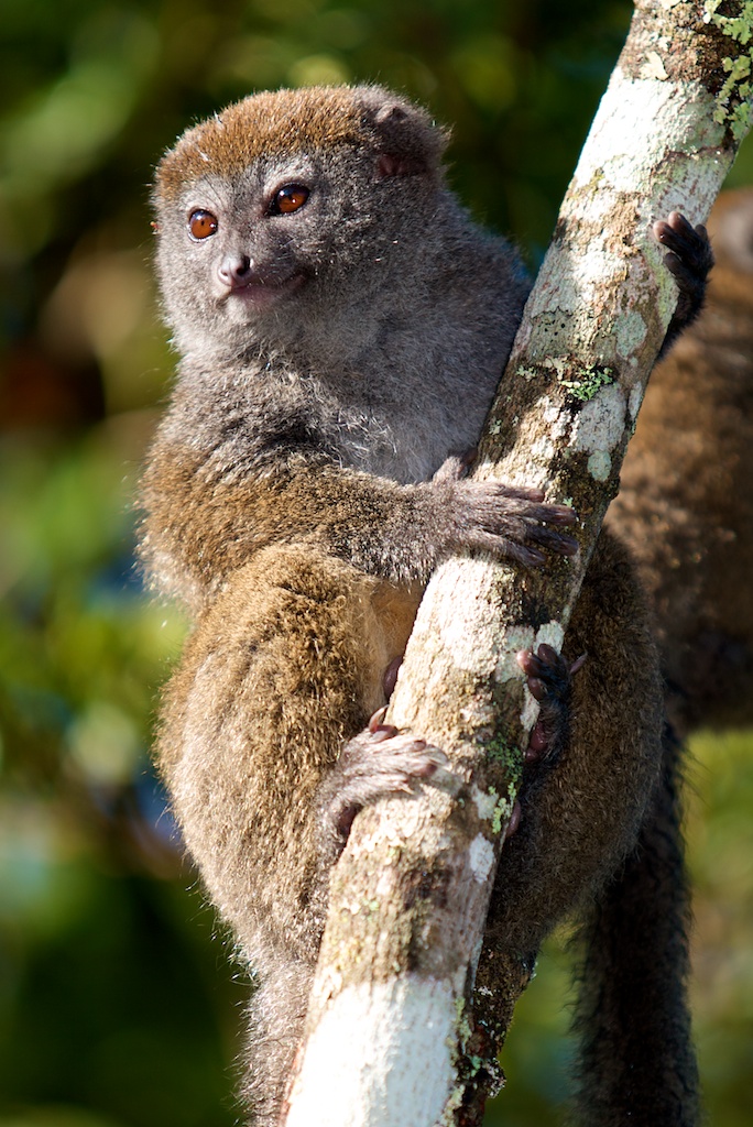 T_Steffens_Lemur 8.jpg