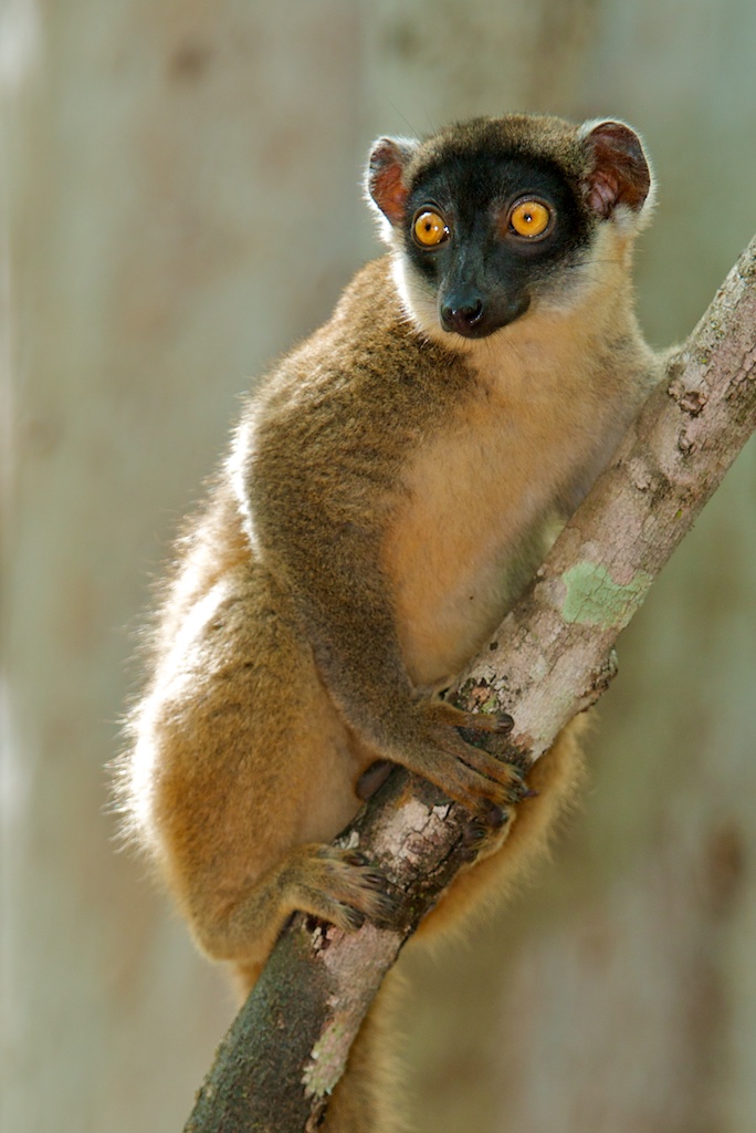 T_Steffens_Lemur 14.jpg