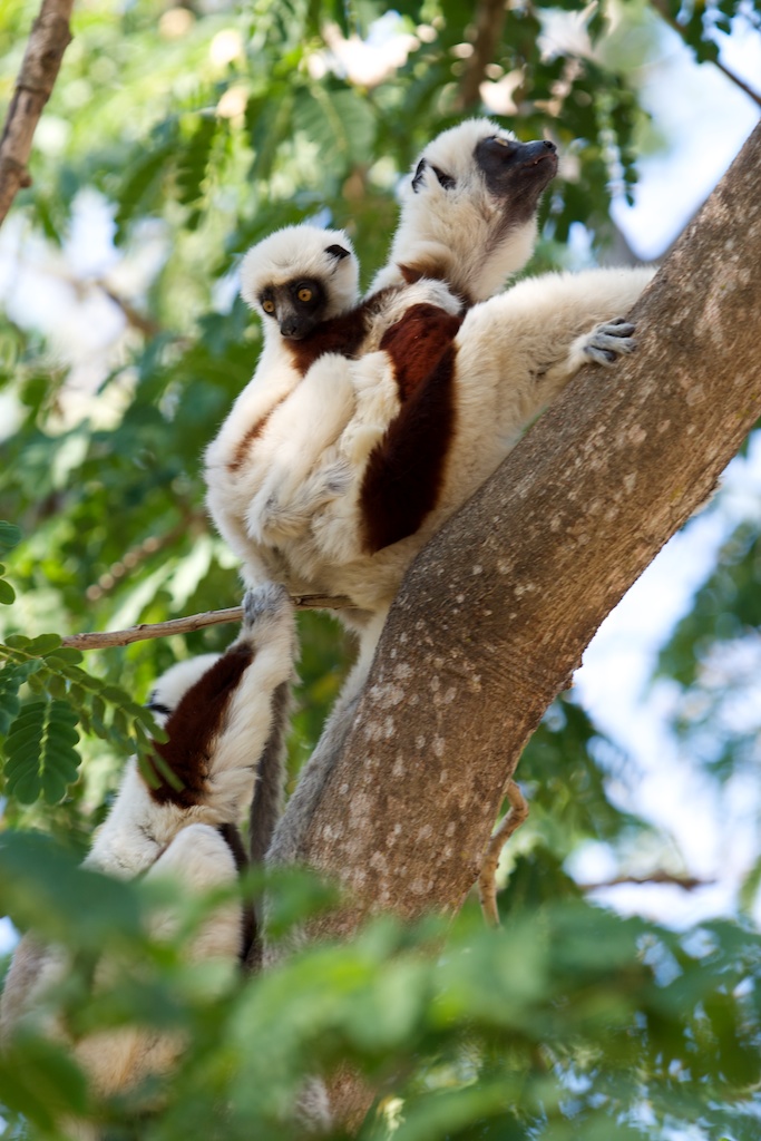 T_Steffens_Lemur 15.jpg