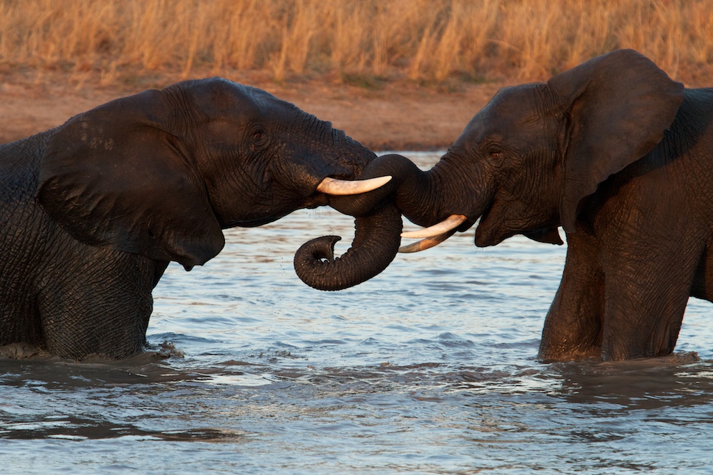 T_Steffens_elephants 2.jpg