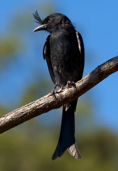 Crested drongo. Photo by Travis Steffens
