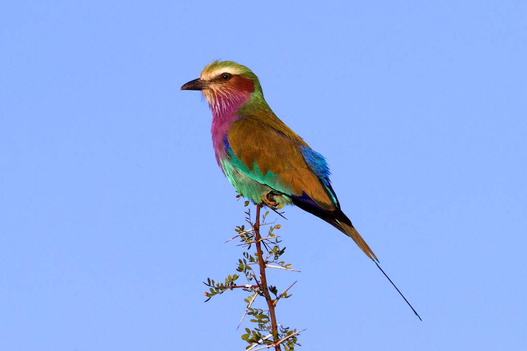 Lilac Breasted Roller_TSteffens.jpg