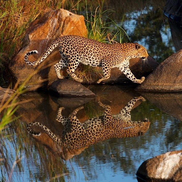 One of my favourite leopard shots. Taken on the incredible Sand river on an early morning game drive. The ranger parked the car in the perfect spot and said &ldquo;I bet it will come over here&rdquo;. I got my camera ready and he was right. Another r