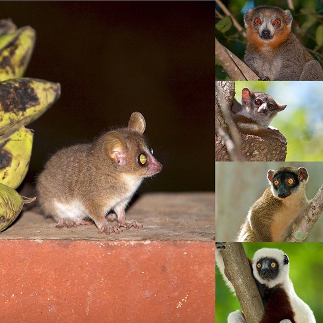 Will be looking for these #lemur species and more on our next research expedition in June/July. I&rsquo;ll be proudly carrying the @the_explorers_club flag and working with @planetmadagascar staff and other amazing researchers to walk and survey the 
