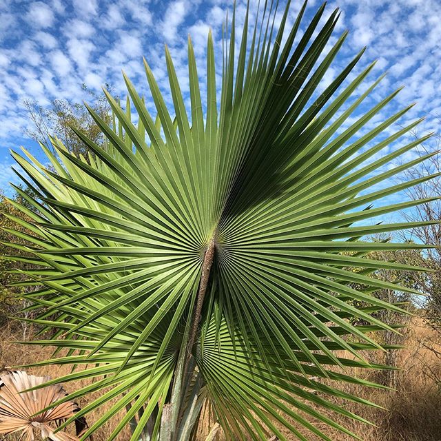 Beautiful palm on one of our transects along our 200+ km expedition around Ankarafansifa National Park.