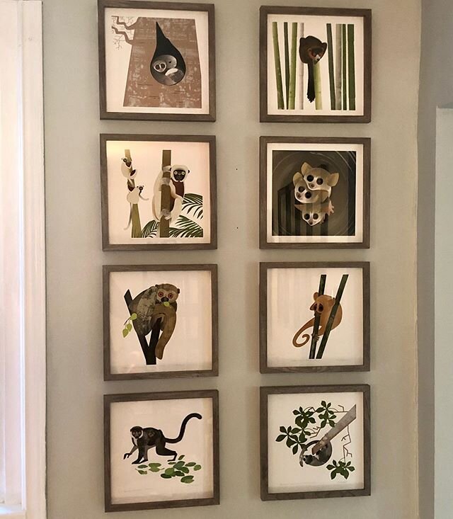 Very excited to have my @rhudsonillustration lemur illustrations up on the wall. She has so many amazing illustrations. It was hard to choose but I went with the species @planetmadagascar is working to protect. Thanks Rachel.
