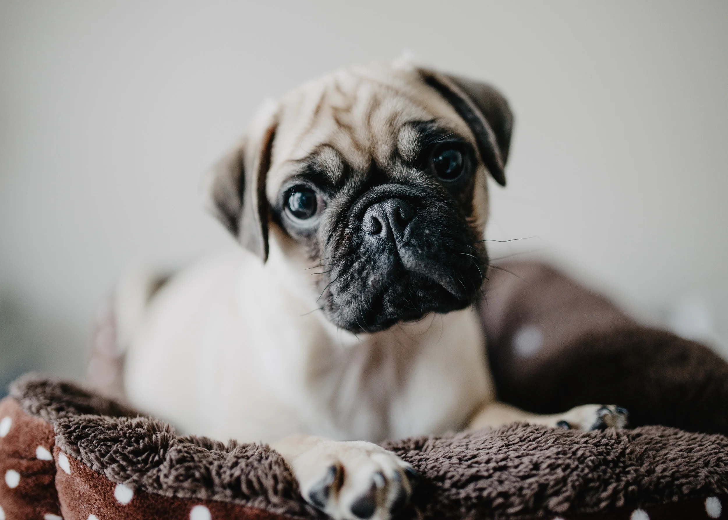 pug-1.jpg