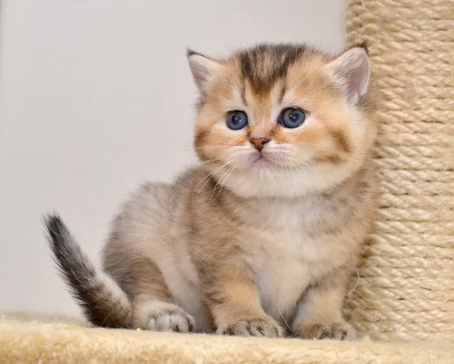 British Pacific Cattery