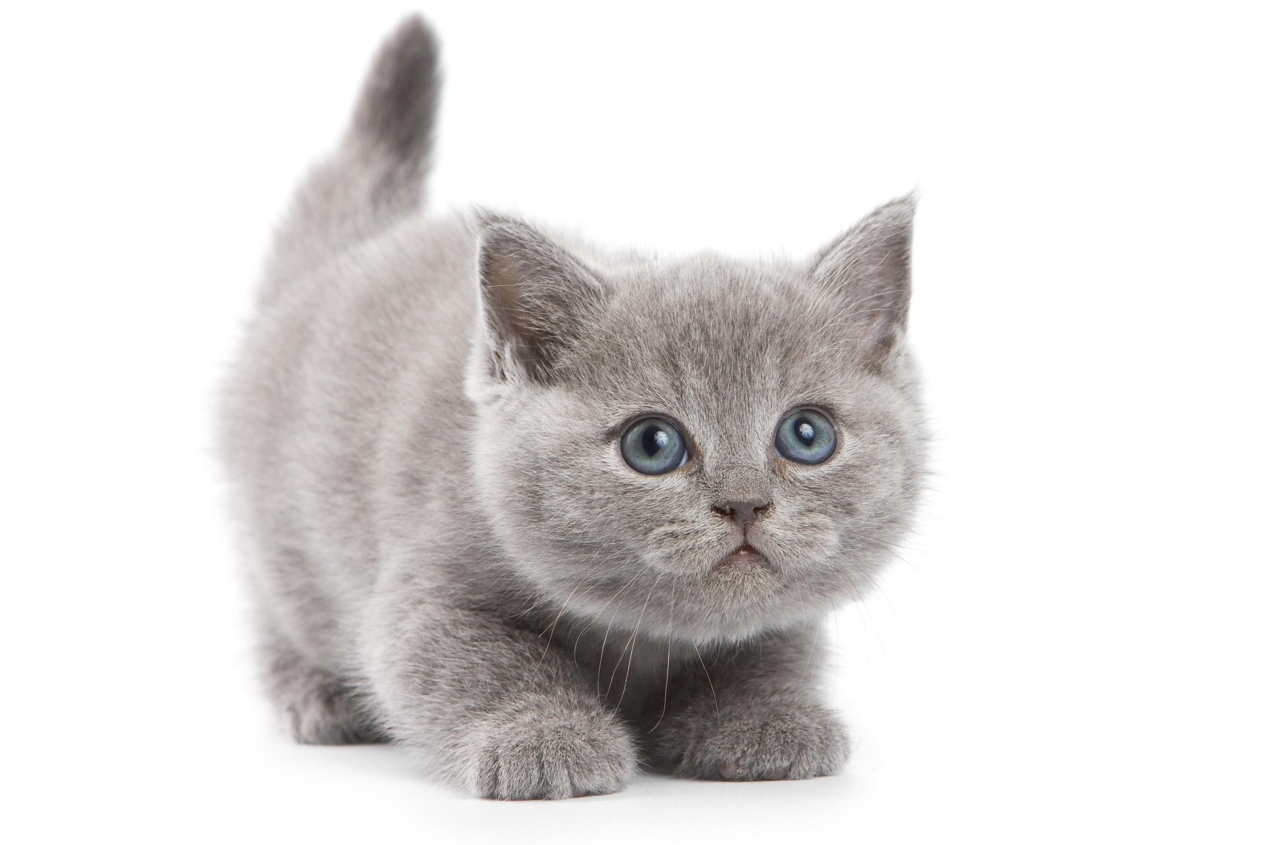 Blue Cream Short Hair Kitten - wide 2