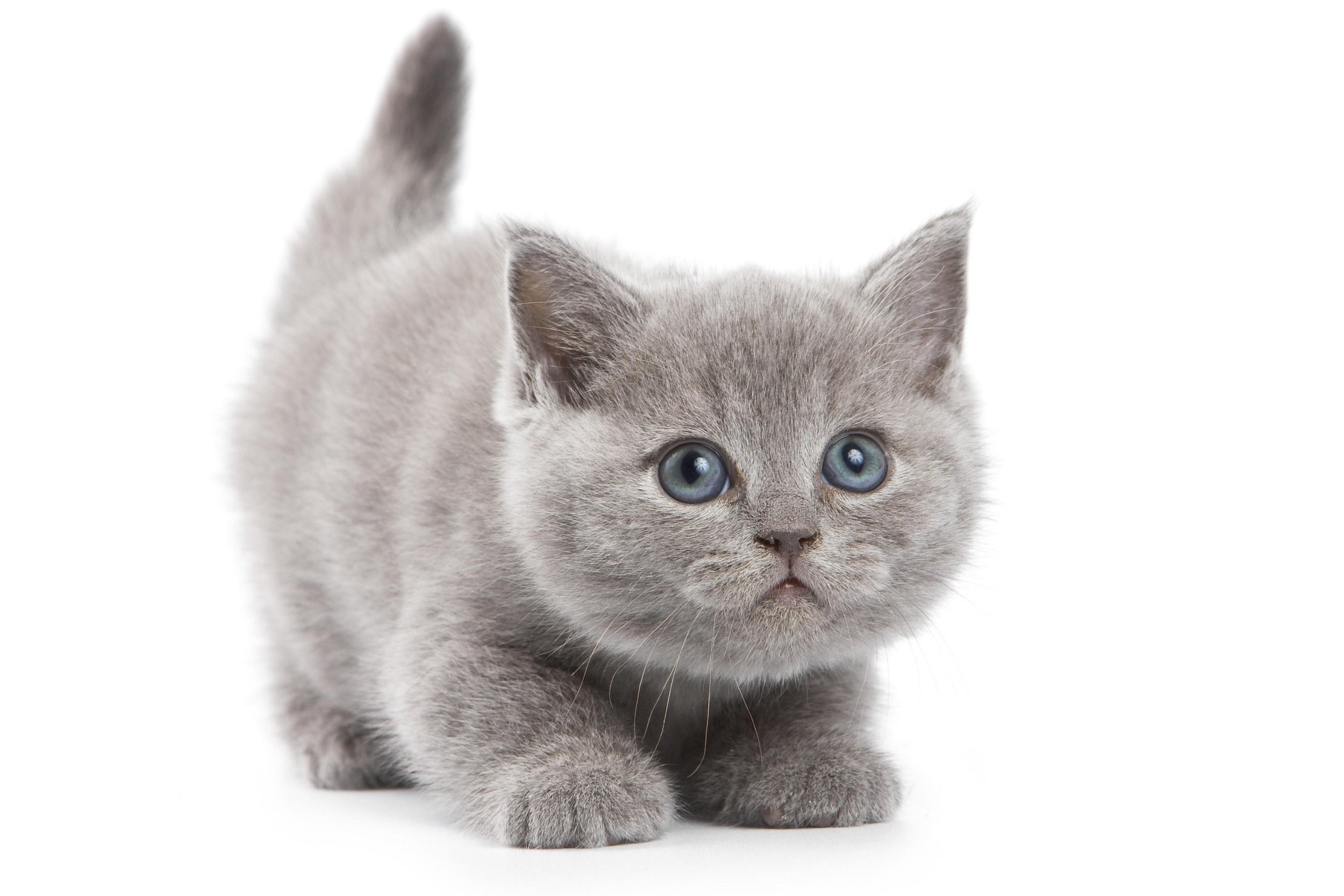 british shorthair kittens