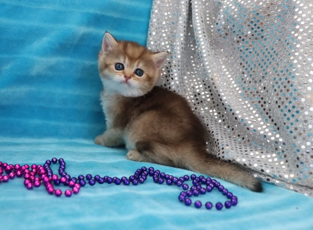 British Pacific Cattery