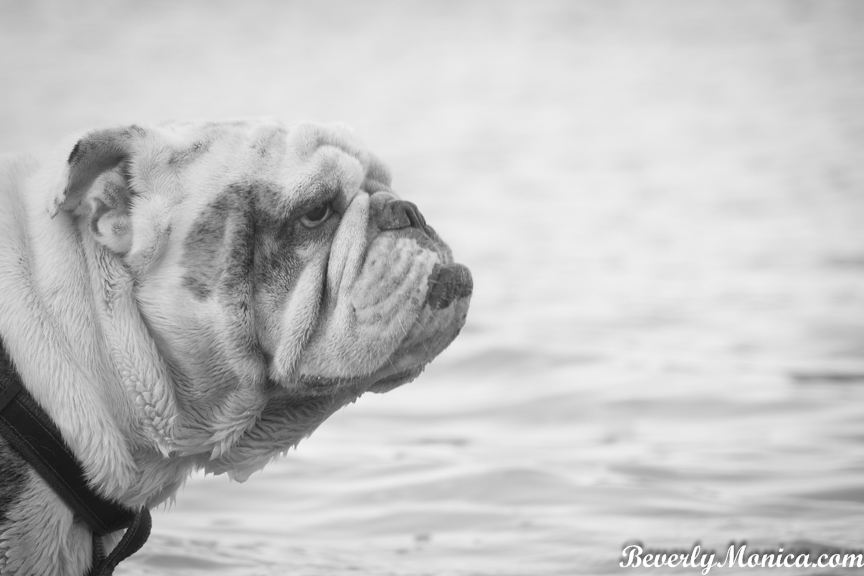 Dogs_HollywoodPark_lowm-6.JPG