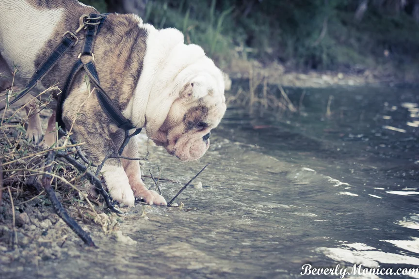 Dogs_HollywoodPark_lowm-9.JPG