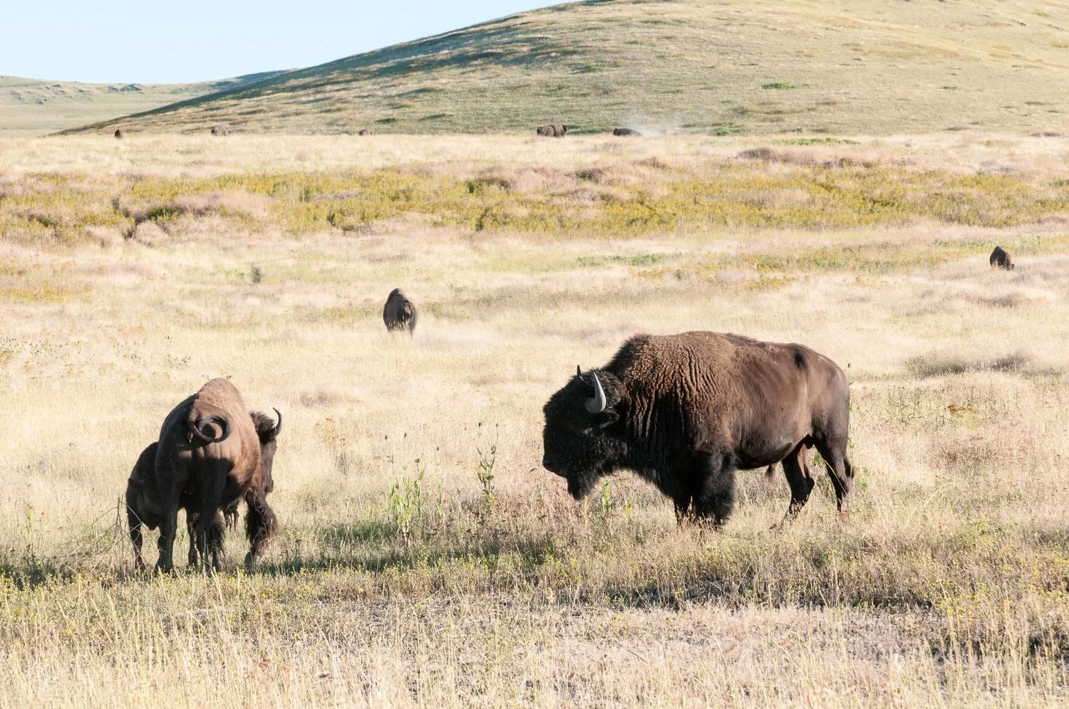 russian-olive-national-bison-range.jpeg