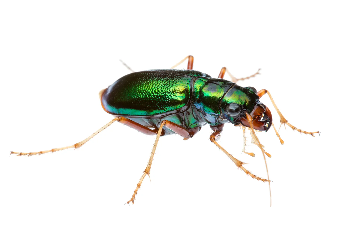 Green Tiger Beetle (Megacephala corpulenta)