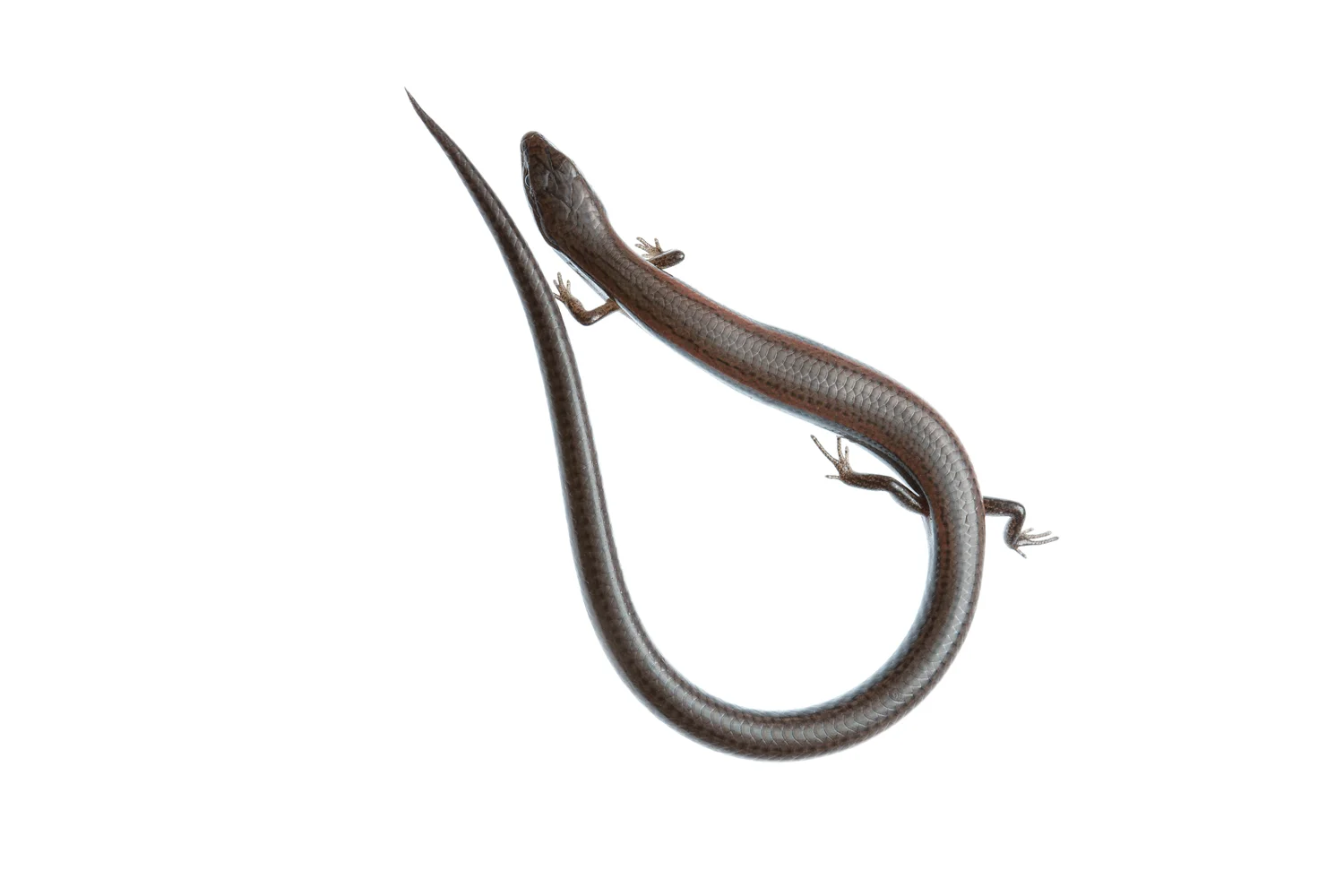 Peron's earless skink (Hemiergis peronii)