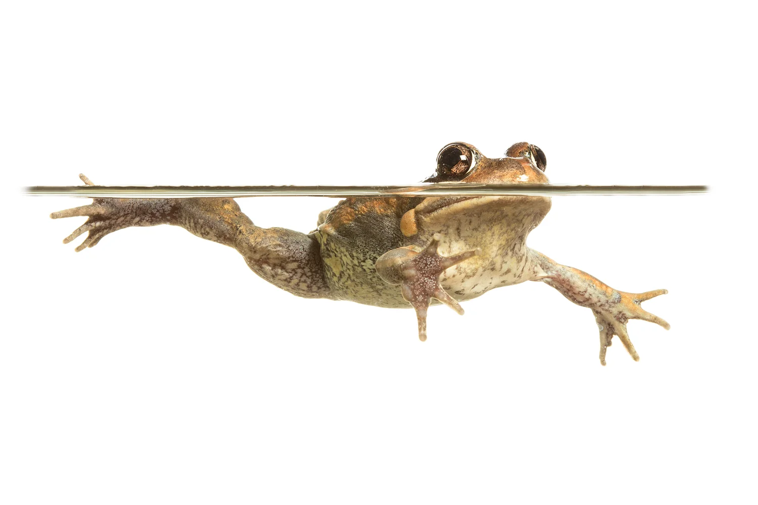 Eastern Banjo Frog (Limnodynastes dumerilii)