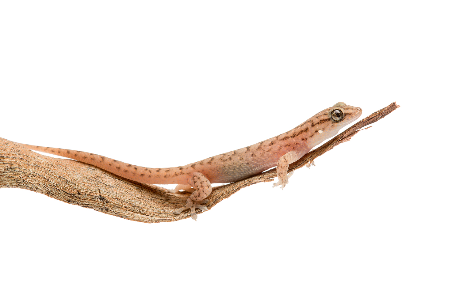 Tree Dtella Gecko (Gehyra variegata)