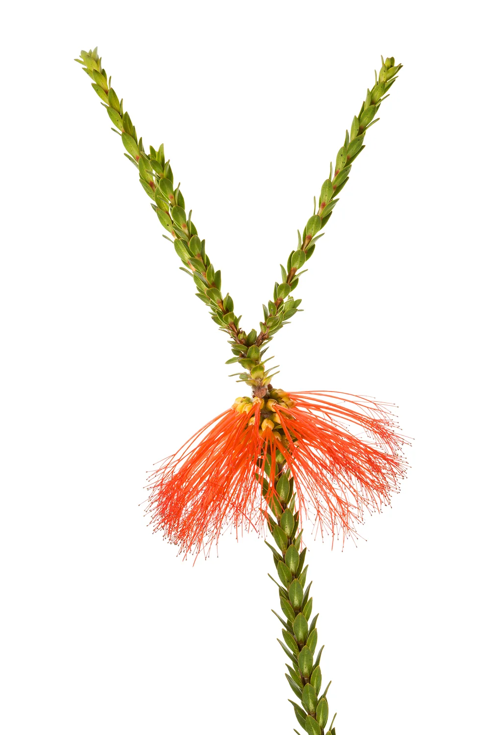 Swamp Bottlebrush (Beaufortia sparsa)