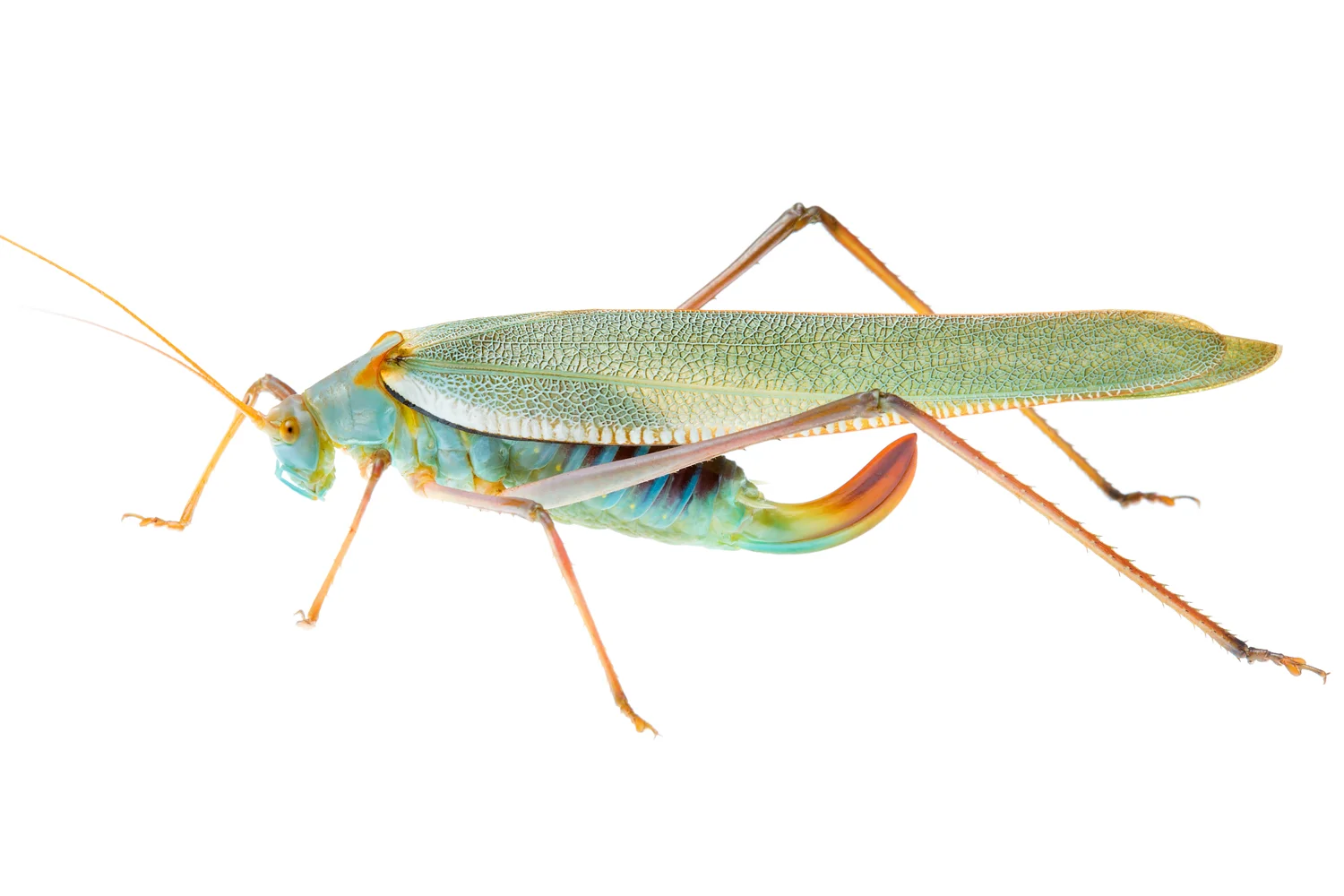 Noble Humpbacked Katydid (Elephantodeta nobilis)