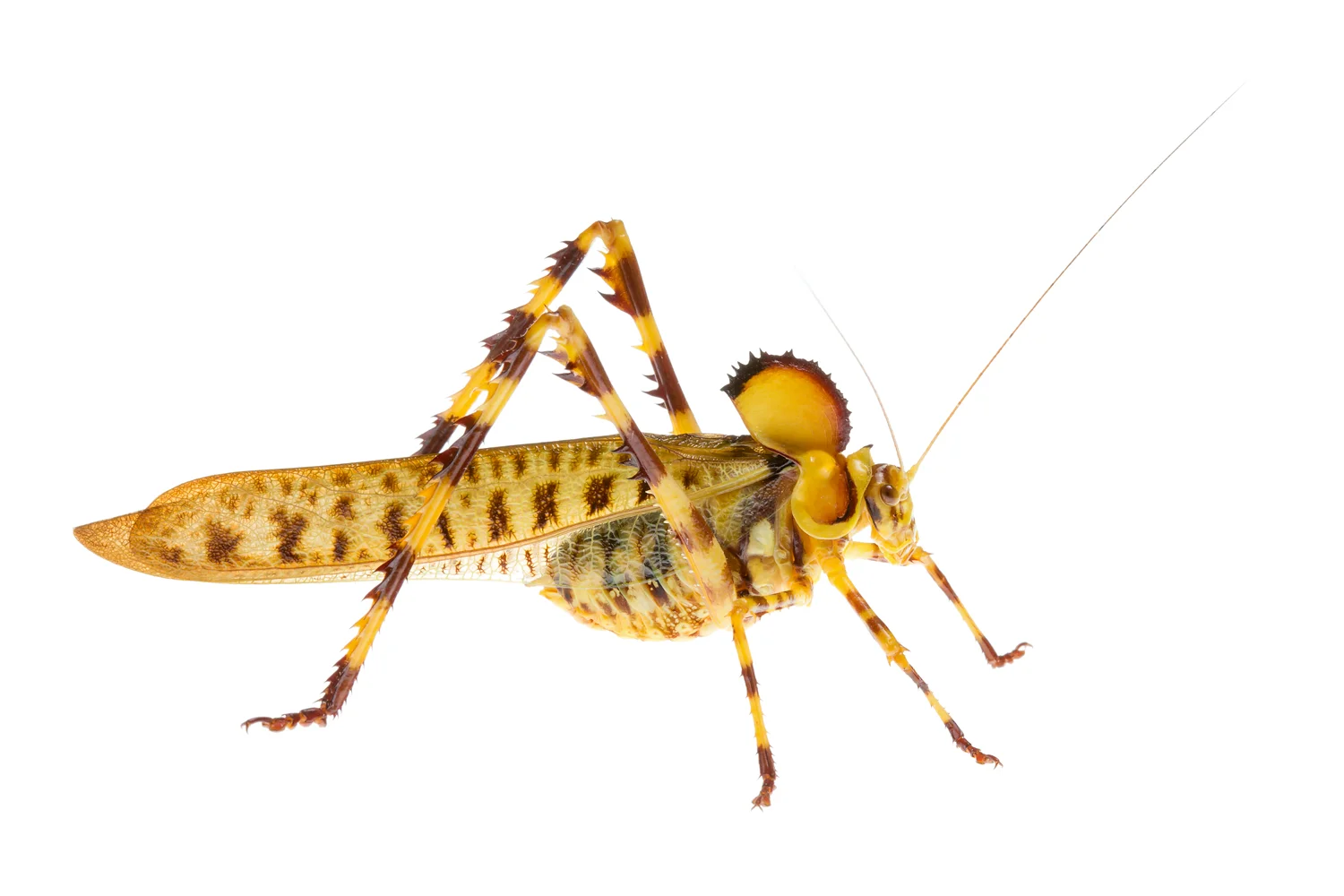 Superb Katydid (Alectoria superba)