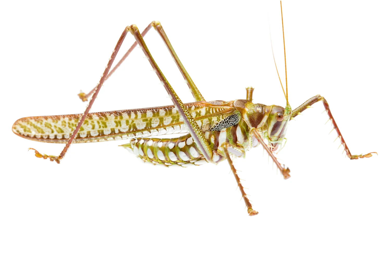 Spotted Predatory Katydid (Chlorobalius leucoviridis)